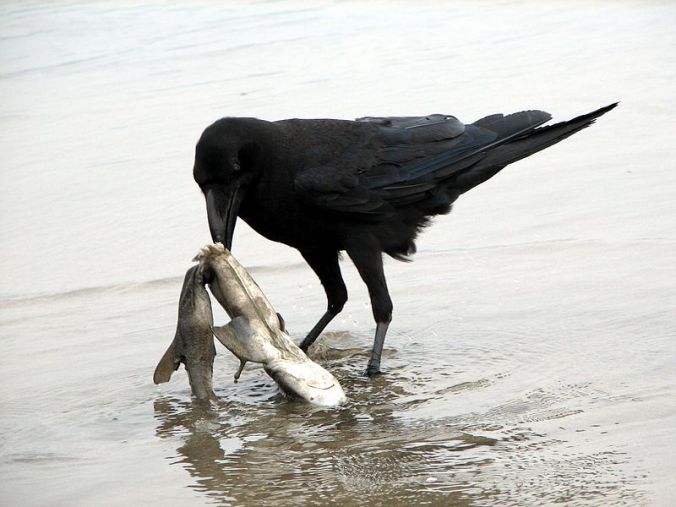 800px-Raven_scavenging_on_a_dead_shark