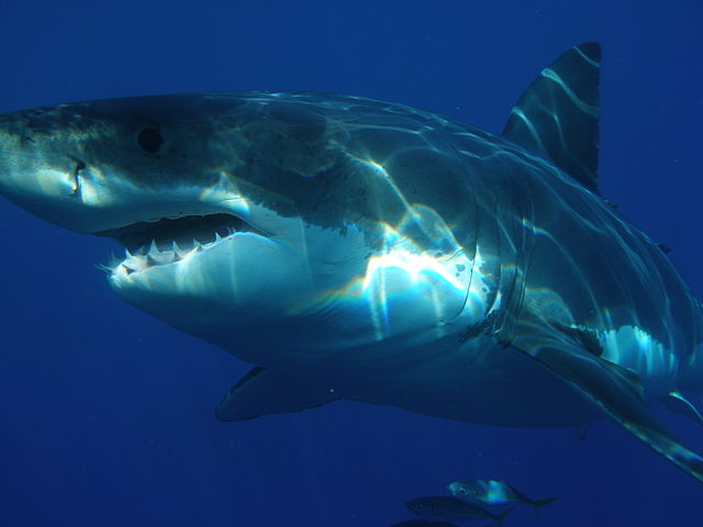 640px-carcharodon_carcharias