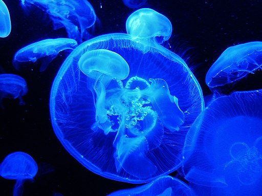 Blue_Jellyfish